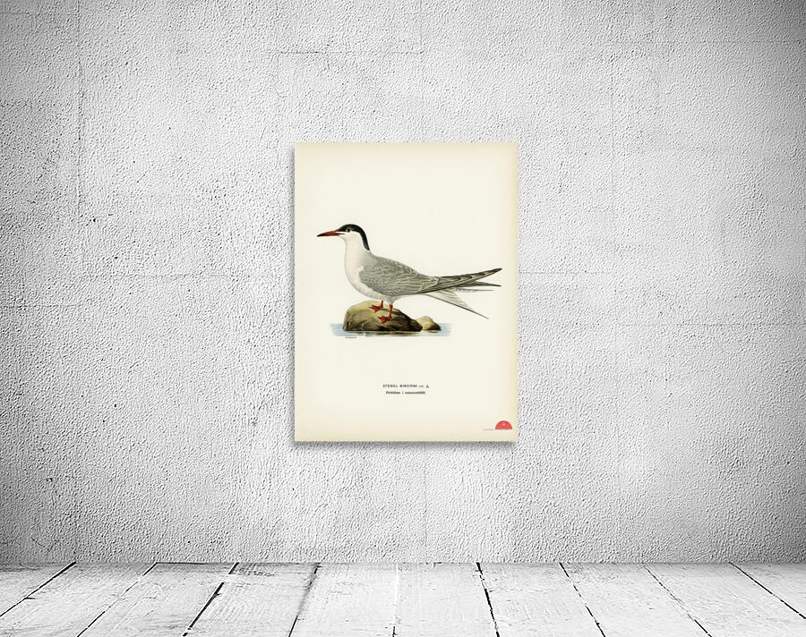 Common tern STERNA HIRUNDO Wall Preview