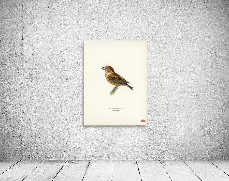 Parrot Crossbill ♂ Loxia pytyopsittacus Wall Preview