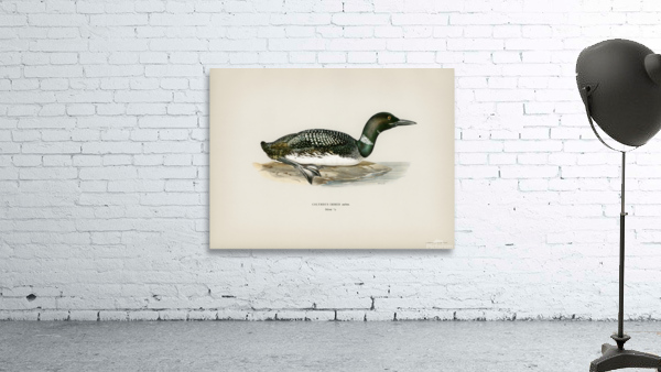 Common loon Colymbus immer Wall Preview