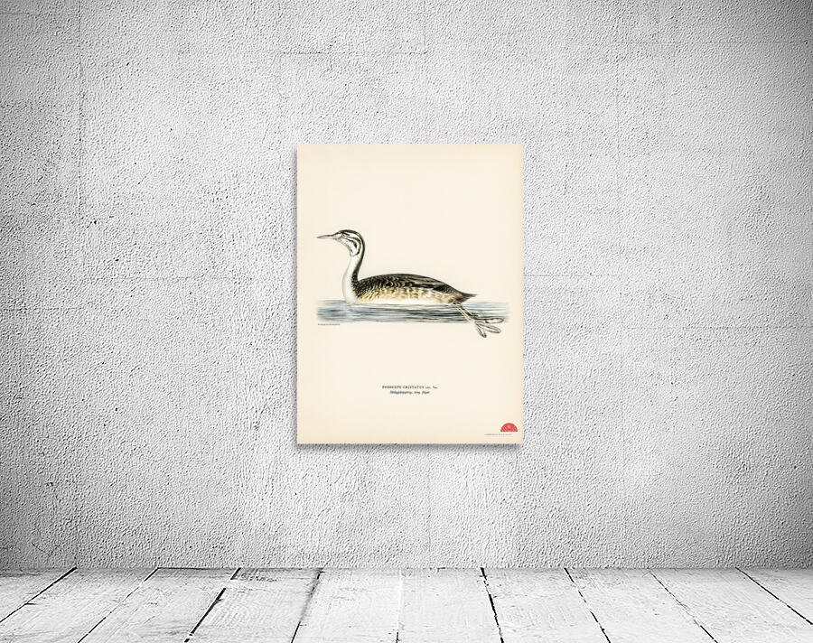 Podiceps Cristatus Wall Preview