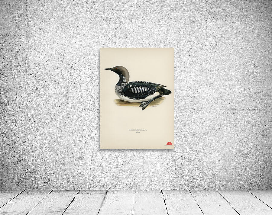 Black-throated loon Colymbus Arcticus Wall Preview