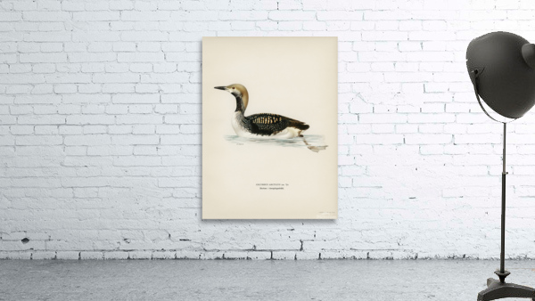 Black-throated loon Colymbus arcticus Wall Preview