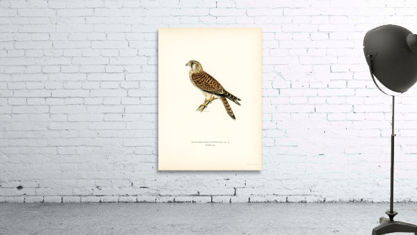 Common Kestrel Falco tinnunculus Wall Preview