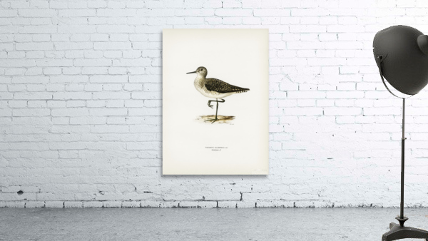Wood Sandpiper Totanus Glareola Wall Preview