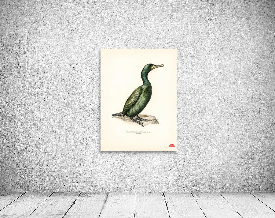 European shag Phalacrocorax aristotelis Wall Preview