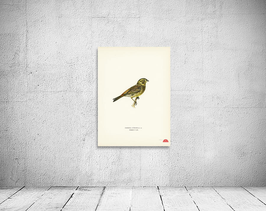 Yellowhammer female Emberiza citrinella Wall Preview