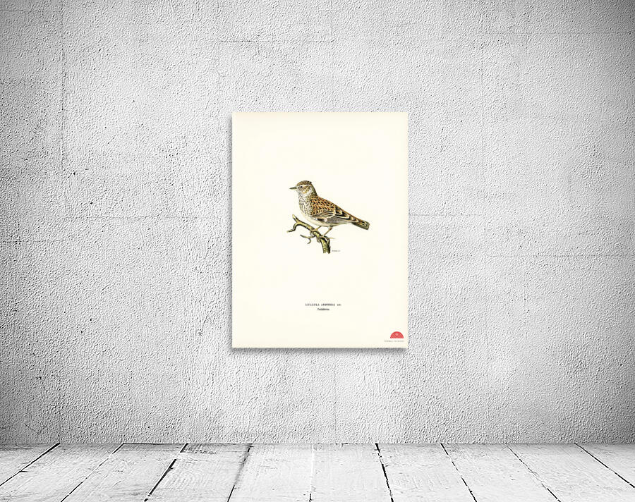 Woodlark Lullula arborea Wall Preview
