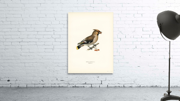 Bohemian Waxwing Ampelis garrulus Wall Preview