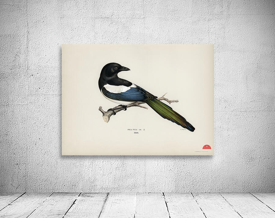 Eurasian magpie PICA PICA Wall Preview