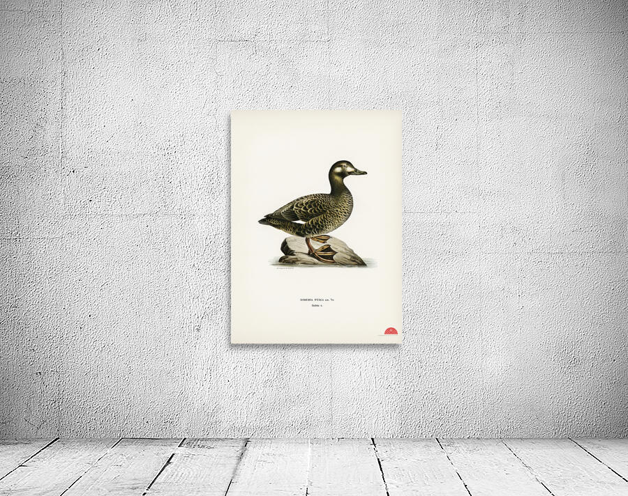 Velvet Scoter female Oidemia fusca Wall Preview