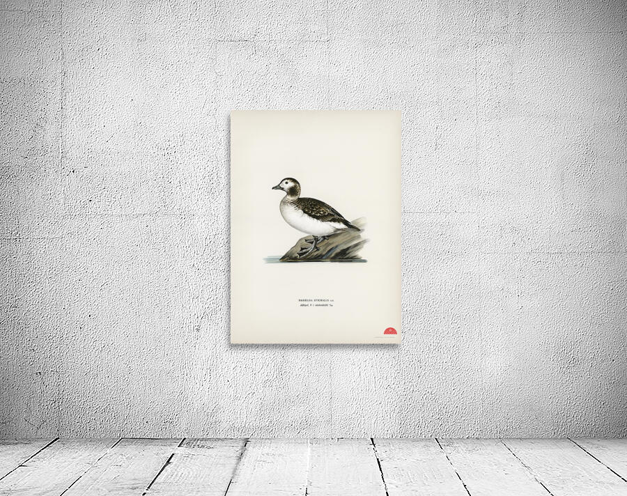 Harelda Hyemalis Wall Preview