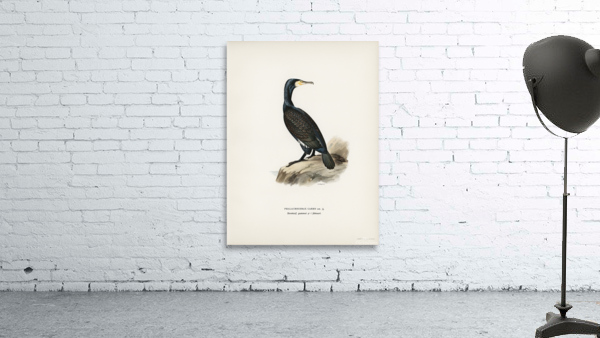 Great cormoran Phalacrocorax Carbo Wall Preview