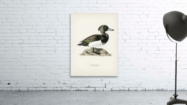 Ferruginous duck male Nyroca fuligule Wall Preview