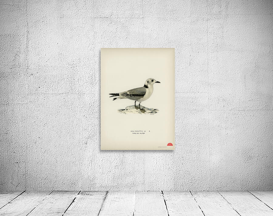 Black-legged kittiwake Rissa Tridactyla Wall Preview