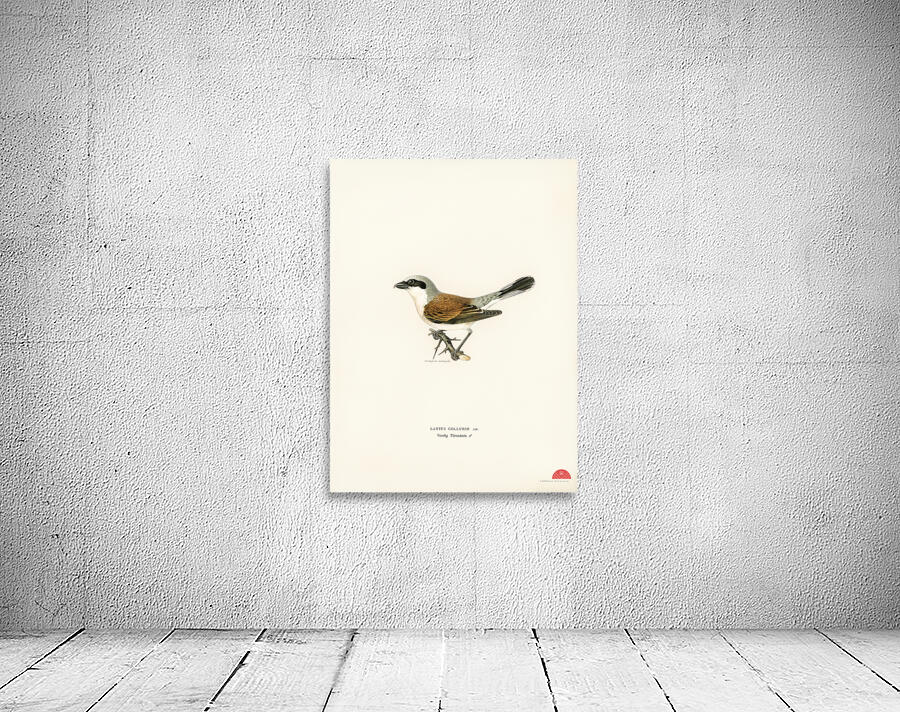 Red-backed Shrike male Lanius collurio Wall Preview