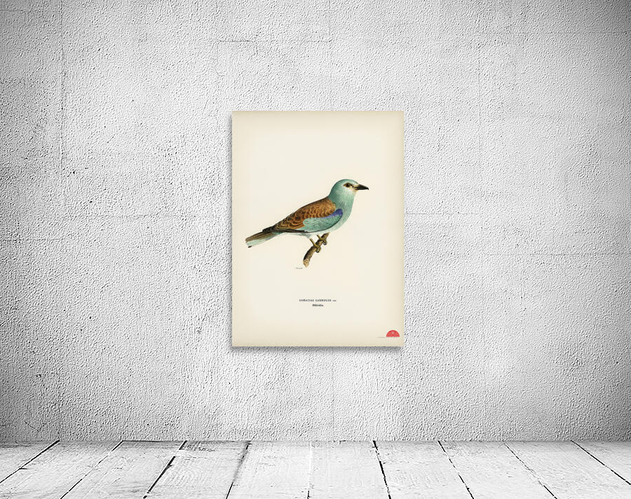 European roller CORACIAS GARRULUS Wall Preview