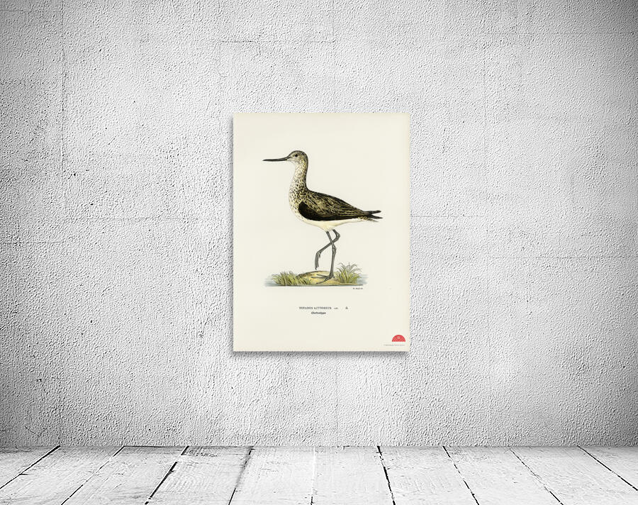 Greenshank Totanus Littoreus Wall Preview