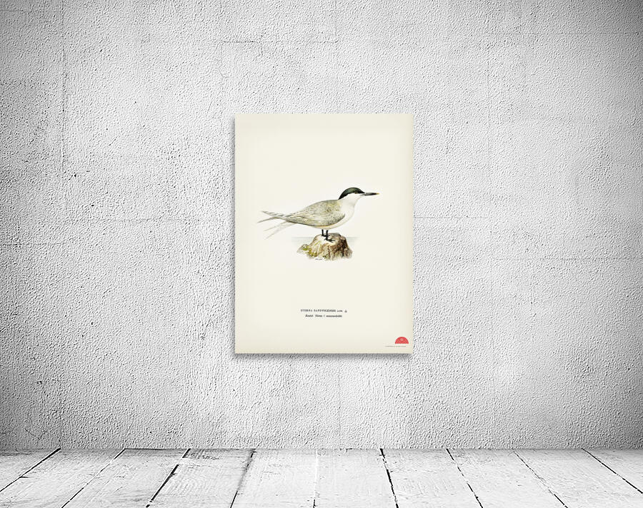 Sandwich tern Sterna sandvicensis Wall Preview