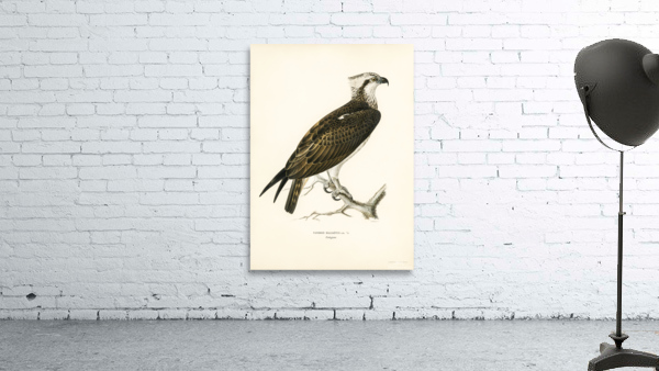 Osprey Pandion haliaetus Wall Preview