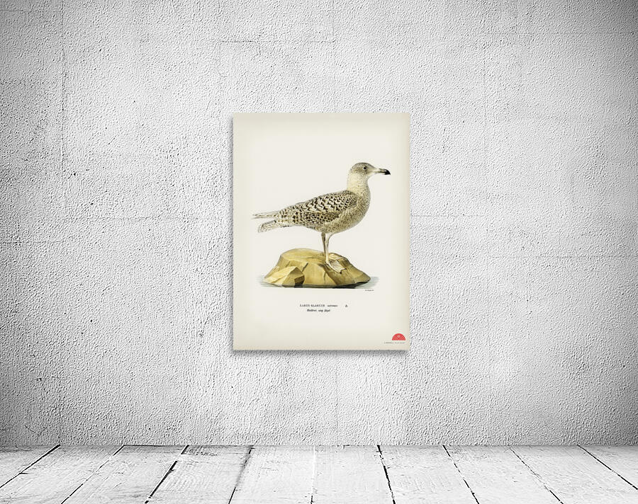 Glaucous gull Larus glaucus Wall Preview