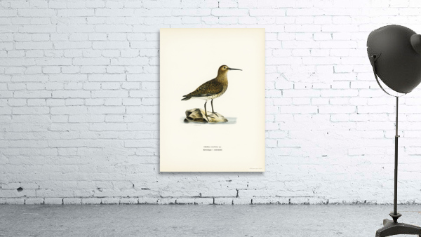 Dunlin Tringa Alpina Wall Preview