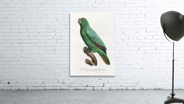 Yellow-crowned amazon Wall Preview