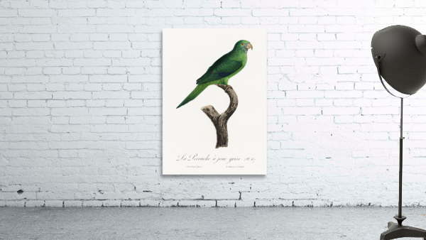 Grey-cheeked parakeet  Wall Preview