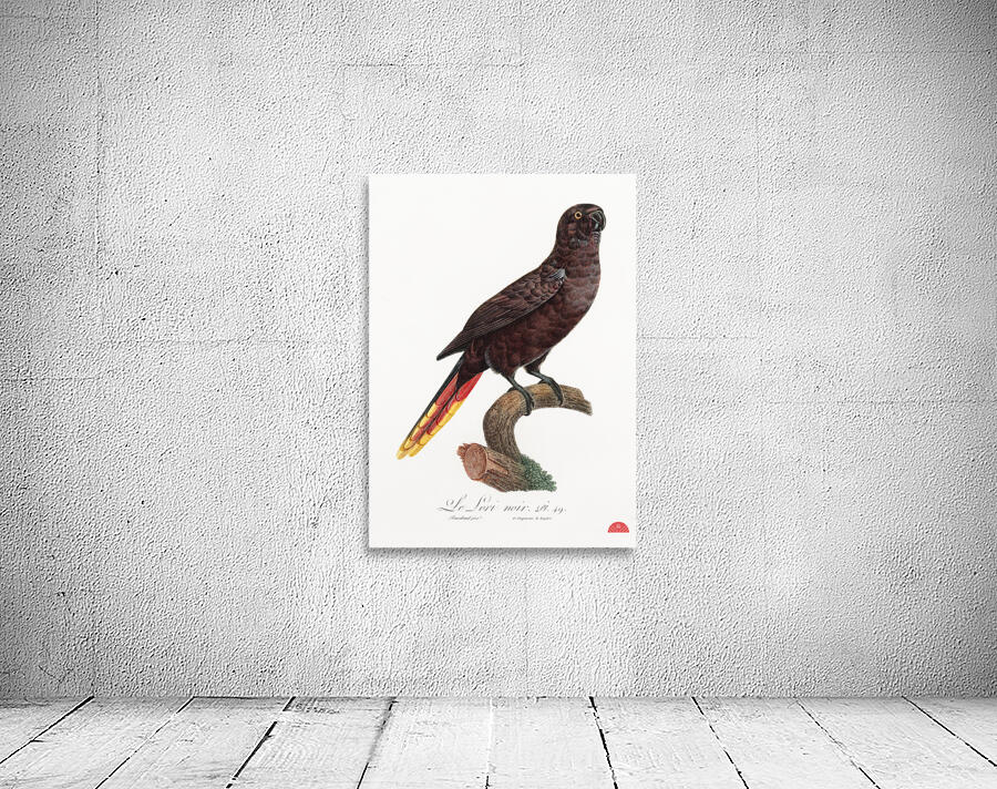 Black lory  Wall Preview