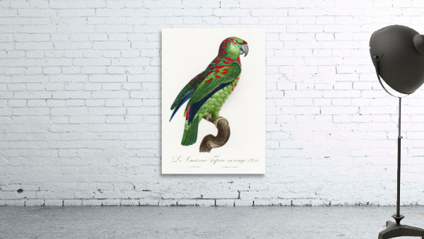 Black lory  Wall Preview