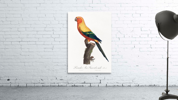 Sun parakeet  Wall Preview