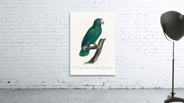 Cuban parrot  Wall Preview