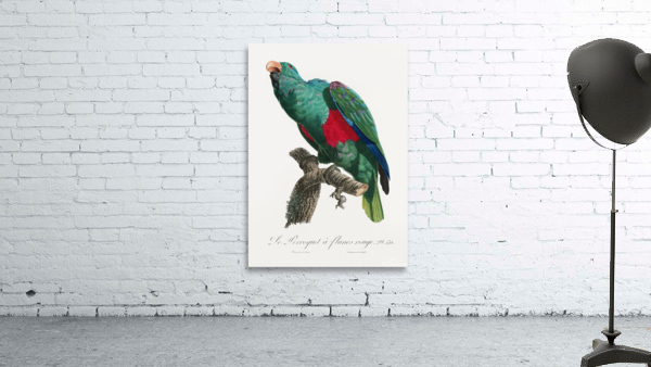 Eclectus parrot  Wall Preview