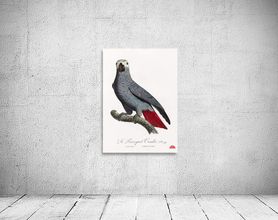 Congo grey parrot  Wall Preview