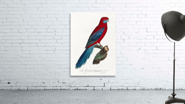 Crimson rosella  Wall Preview