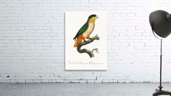 Black-headed caique  Wall Preview