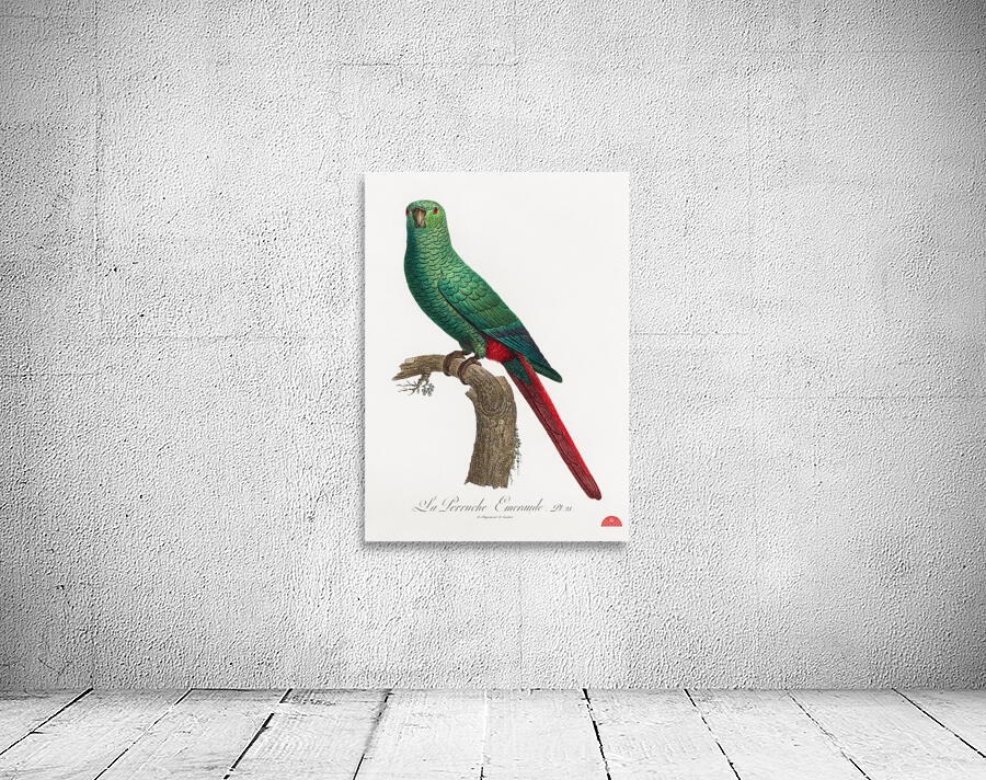 Austral parakeet  Wall Preview