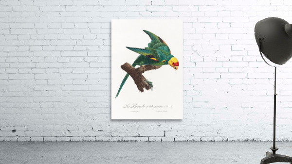 Yellow-crowned parakeet  Wall Preview