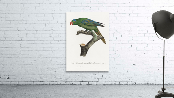 Yellow-crowned parakeet  Wall Preview