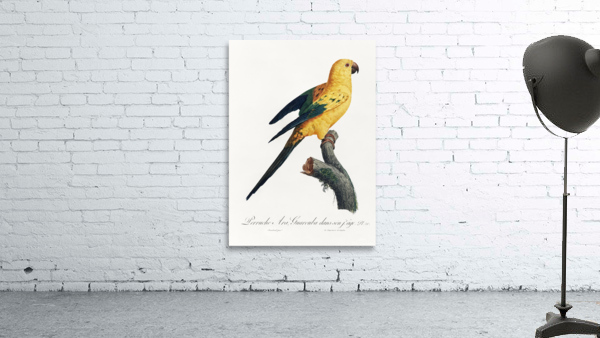 Sun parakeet  Wall Preview