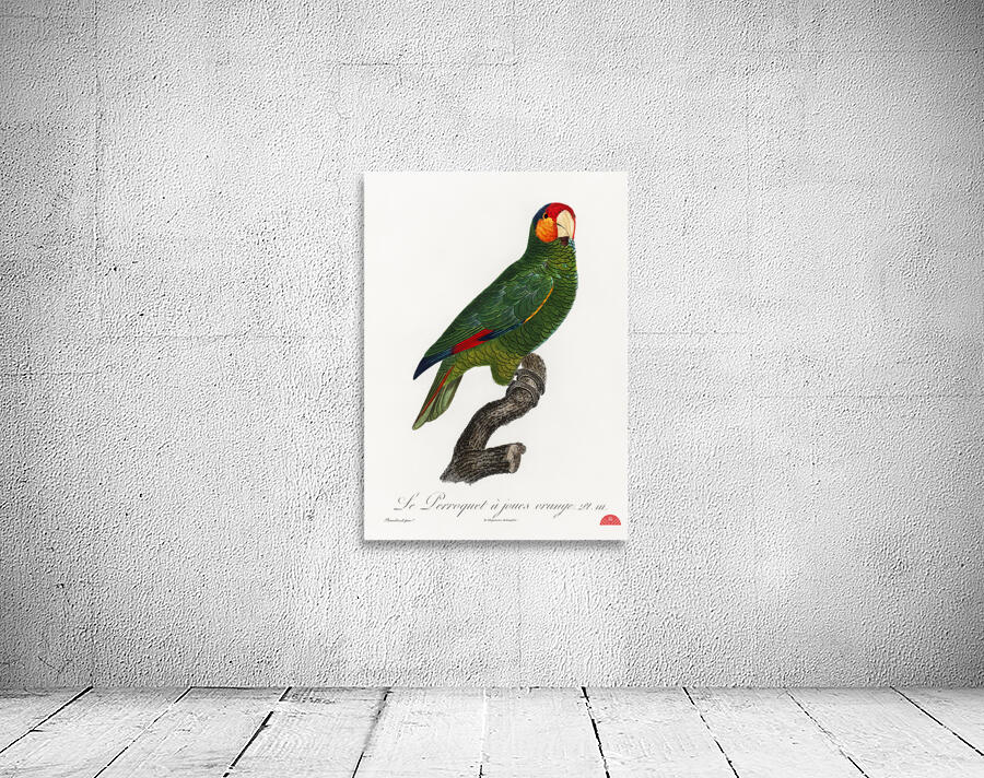 Red-lored parrot  Wall Preview