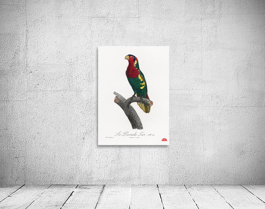 Blue-headed pied lorikeet  Wall Preview
