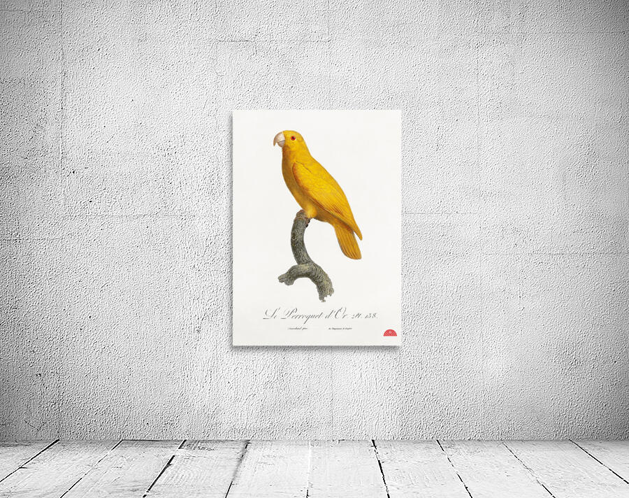 Lessons parrotlet  Wall Preview