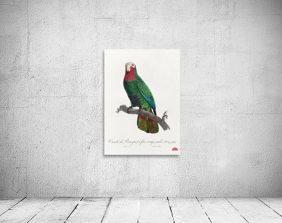 Rose-throated parrot  Wall Preview