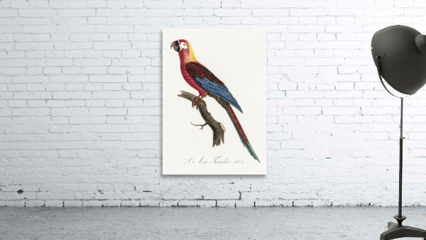 Cuban red macaw  Wall Preview