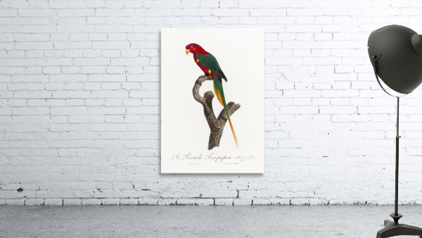 Papuan lorikeet  Wall Preview
