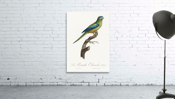 Turquoise parrot  Wall Preview