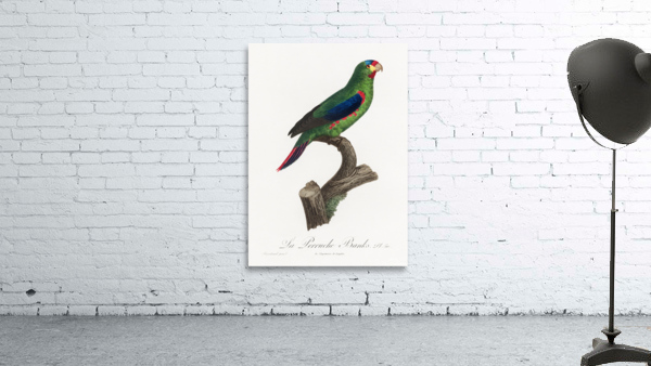 Swift parrot Wall Preview