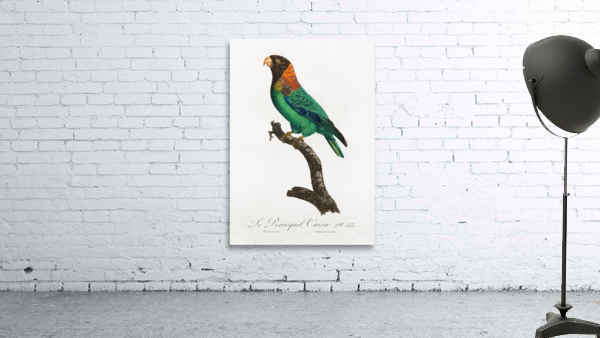 Caica parrot  Wall Preview