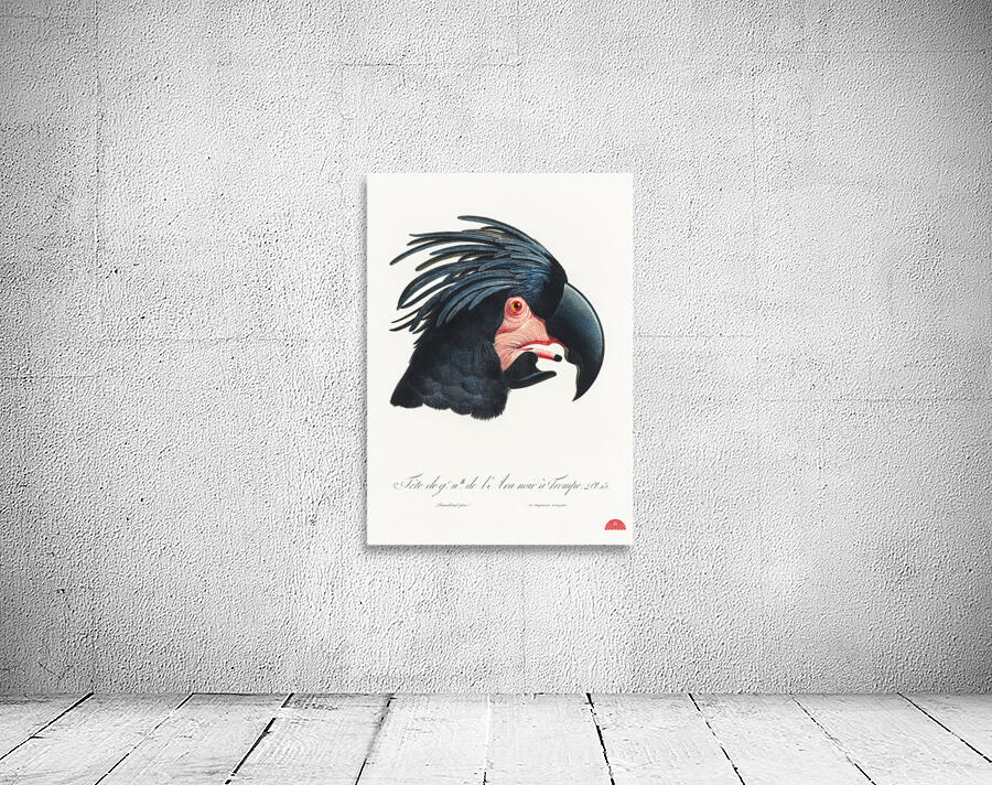 Goliath cockatoo  Wall Preview