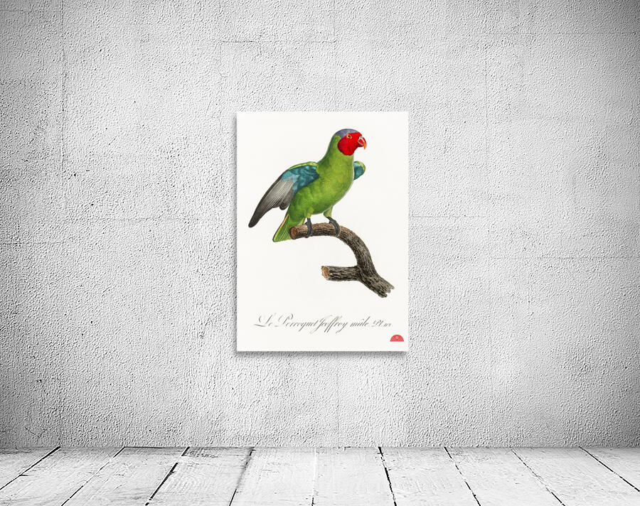 Red-cheeked parrot  Wall Preview